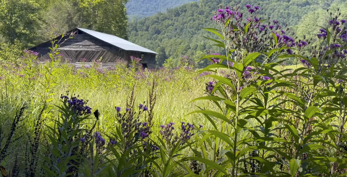 Wooden house surrounded by lush greenery, grass, and partially obscured by flowers